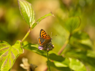 Obraz na płótnie Canvas Small Copper Butterfly on a Field Scabious