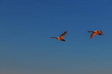 Two big geese flying in the sky at sunset.