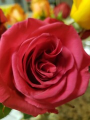 Fototapeta premium red and yellow roses