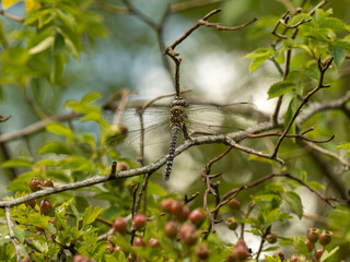 Male Migrant Hawker Resting on a Tree Branch