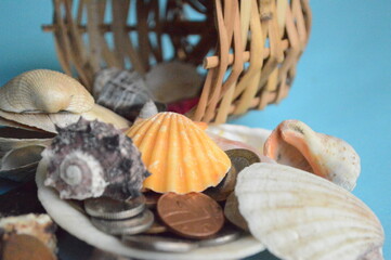 seashells on the beach