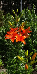 Red green lily on a green flower bed vertically 