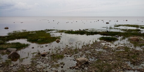 Sea coast with grass, sandy beach, birds and gray sky 