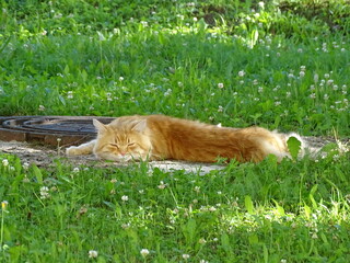 Ryzhiy kot spit na zelenom gazone v zharkiy letniy den'
53 / 5000
Результаты перевода
Ginger cat sleeping on a green lawn on a hot summer day 