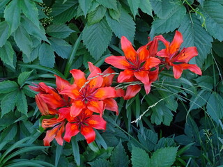 Red tiger lilies on a wall background with wild grapes 
