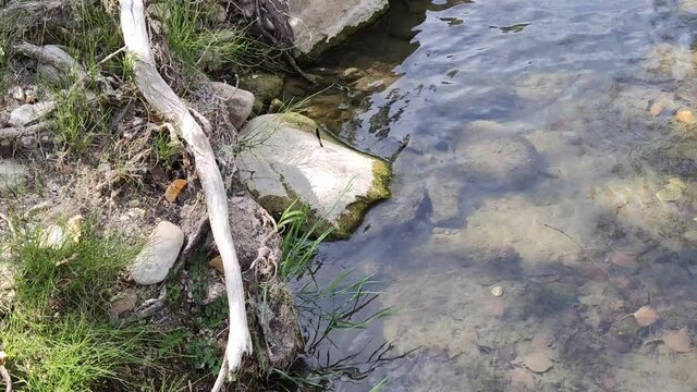 Una libellula sul sasso lungo il ruscello