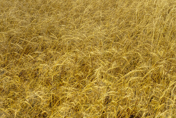 Agriculture field with Rye grain that is ready to be harvested. Autumn colors.
