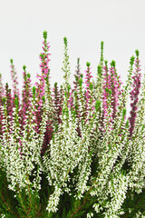 Calluna vulgaris plant or Heather flowers