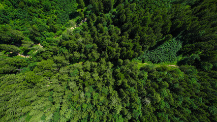 Fir forest from above - amazing nature aerial view - travel photography by drone