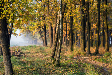Obraz premium Foggy morning on the edge of the forest. Morning autumn landscape.