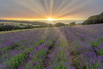 Fototapeta premium Lavendelfeld in Deutschland Lipperland