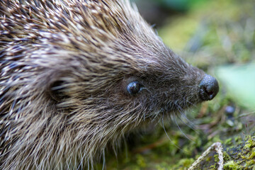 Cute hedgehog sniffing plants