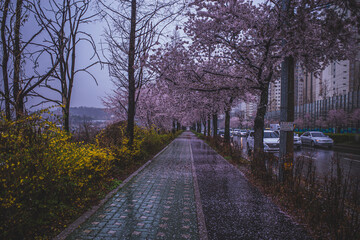 rain cherry blossom