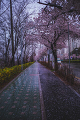 rain cherry blossom