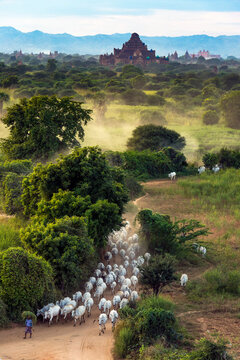 Myanmar (ex Birmanie). Bagan, Mandalay region. Herd of cows in the plain of Bagan