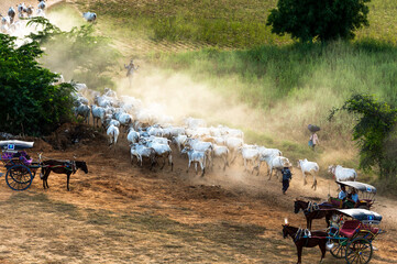 Myanmar (ex Birmanie). Bagan, Mandalay region.Horse-drawn carriages to the middle of a herd of cows...