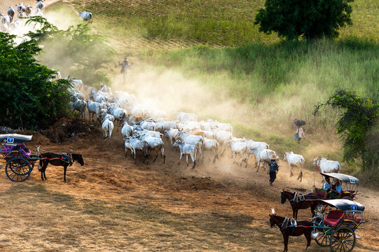 Myanmar (ex Birmanie). Bagan, Mandalay region.Horse-drawn carriages to the middle of a herd of cows in the plain of Bagan