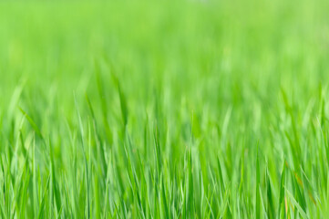  background  of bright green rice leaves in the field ,thailand
