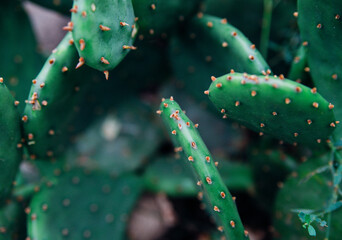 Background of a green flat cactus. Prickly leaves. The texture of an exotic plant.