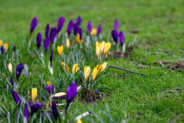 purple crocuses flower bud in the grass