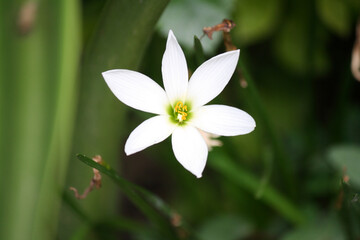 Obraz na płótnie Canvas Rain lily white (Zephyranthes candida) in bloom