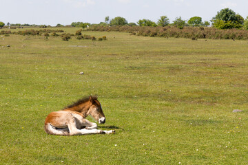 Dartmoor pony foal resting on grass