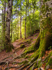 Sendero de montaña atraviesa un bosque de árboles cubiertos de musgo verde, con detalle de las raices de un viejo árbol en primer plano.
