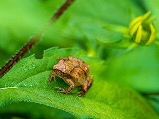closeup of tiny tree frog sitting on green leaf