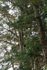 pine trees close-up in the forest