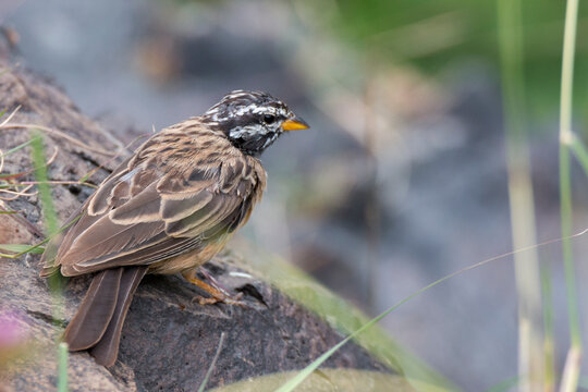 Cinnamon-breasted bunting (Emberiza tahapisi) also known as the cinnamon-breasted rock bunting or African rock bunting