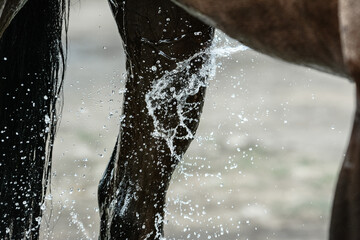 Legs of bay sport horse during washing