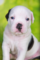 White black American Bullies puppy on green background