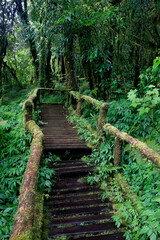 The wooden bridge in the forest