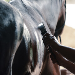 Wet horse side of dark bay sport horse during washing