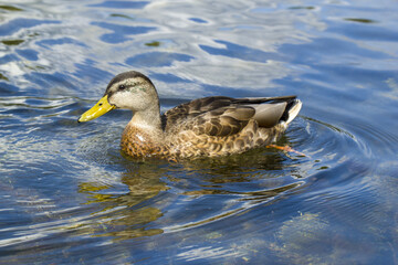 Wild female mallard duck