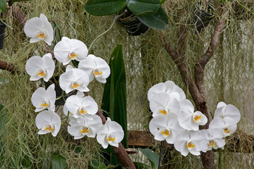white orchids planted in the garden