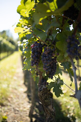 Naklejka premium Weinberge am Bodensee