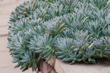 Fototapeta premium Drought-tolerant cactus in the garden