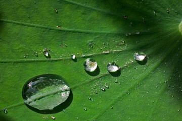 water droplets after the rain on lotus leaf