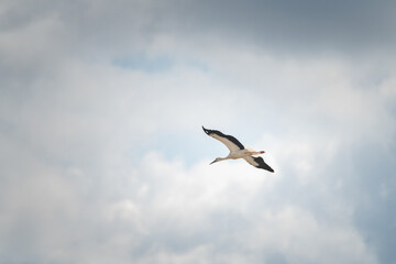 The stork flies beautifully high in the sky.