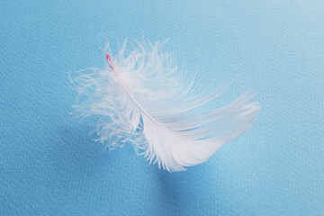 feathers on a colored background.