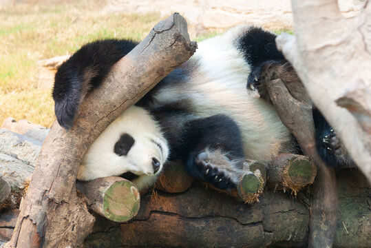 Close-up to a Panda bear sleeping in China