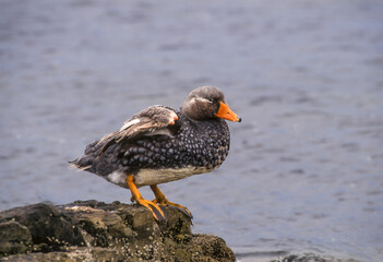 Brassemer des Malouines, canard vapeur,. Tachyeres brachypterus, Falkland Steamer Duck