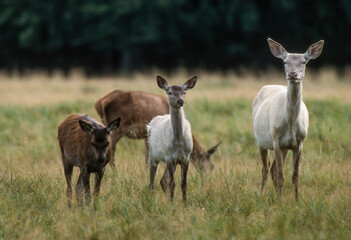 Obraz premium Cerf élaphe, biche, cervus elaphus