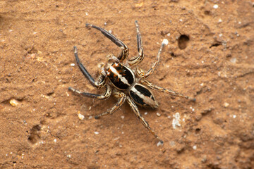 Dorsal view of jumping spider, Plexippus paykulli, Satara, Maharashtra, India