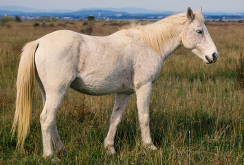 Cheval, race Camarguaise, Camargue, 34