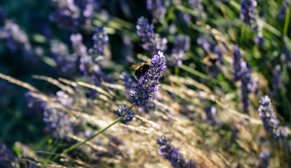 August Gossamer next to Fleetwood Beach