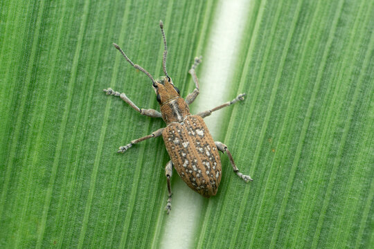 Dorsal view of common rice weevil, Sitophilus oryzae, Satara maharashtra india