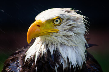 Zoom in on a bald headed eagle hunting on a rainy day with wet feathers in Alberta Canada.