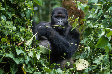 Gorille des montagnes, Gorilla beringei beringei, République démocratique du Congo